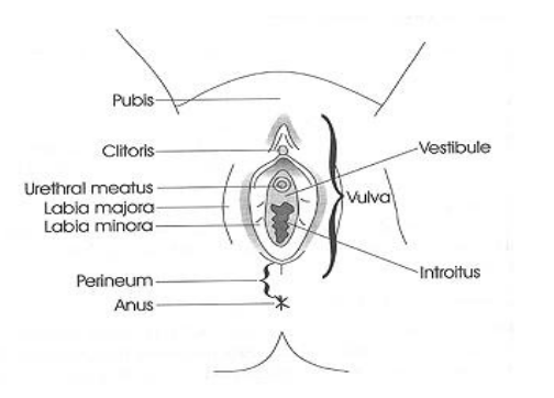 vulvodynia symptoms